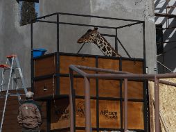 Benito, la jirafa que desde mayo de 2023 se encontraba en el Parque Central en Ciudad Juárez, fue trasladada a Puebla. EFE/ L.Torres