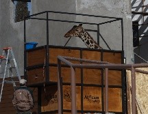 Benito, la jirafa que desde mayo de 2023 se encontraba en el Parque Central en Ciudad Juárez, fue trasladada a Puebla. EFE/ L.Torres