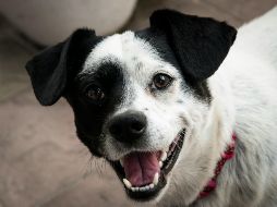 Un mal aliento persistente puede ser una señal de que el perro necesita una mejor higiene dental. UNSPLASH /K. Beben