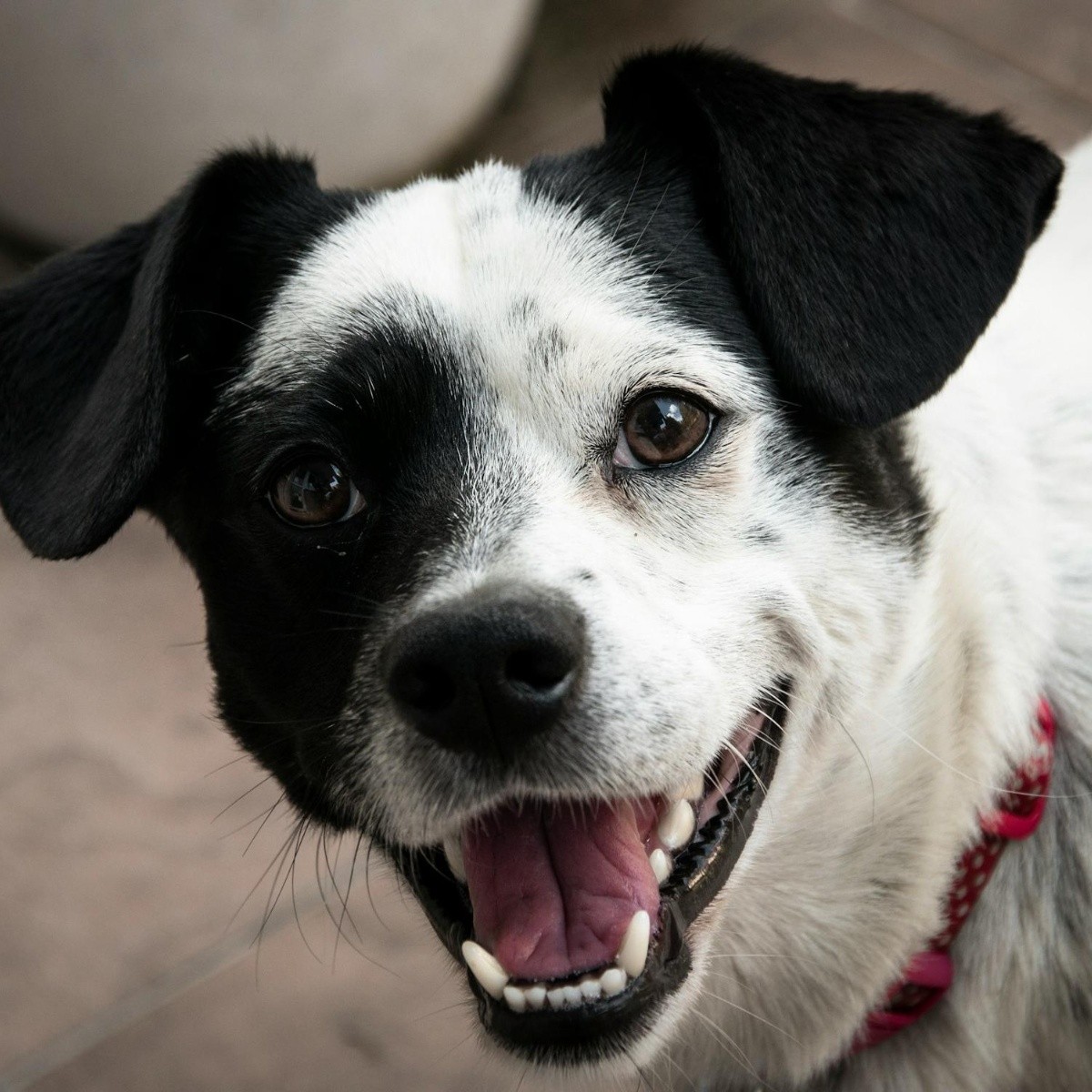 las zanahorias crudas ayudan a limpiar los dientes de los perros