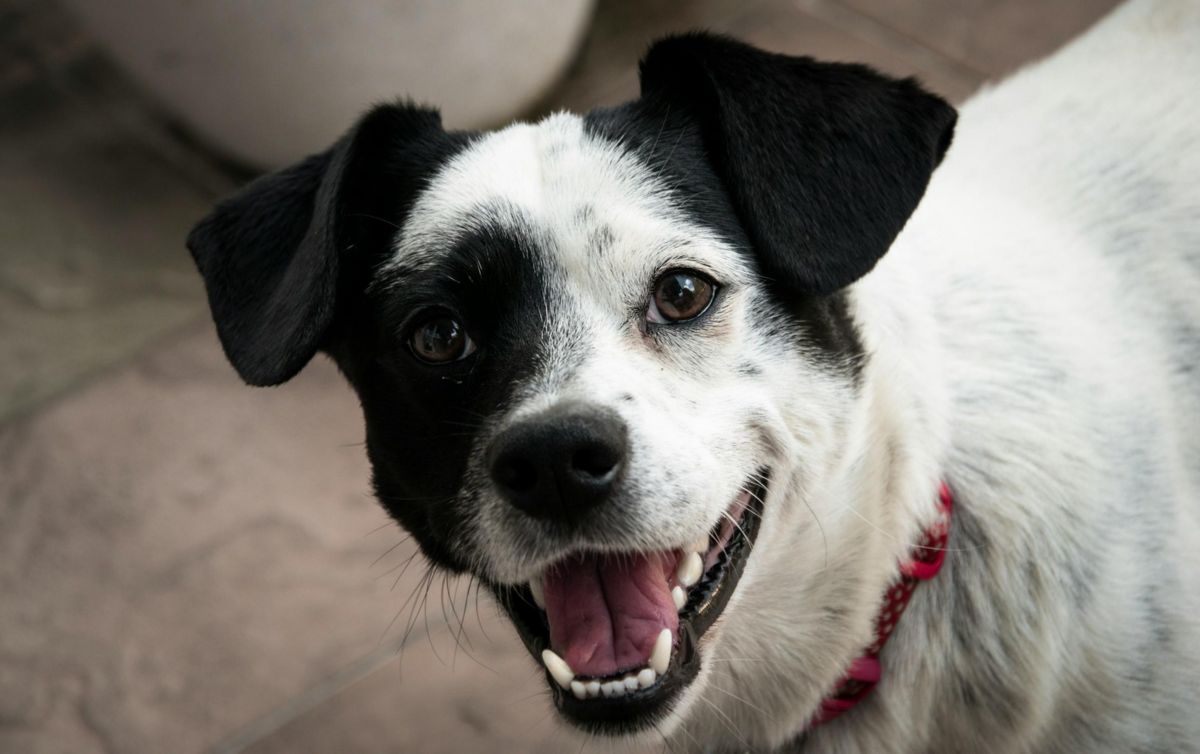 cómo deshacerse del mal aliento de los cachorros