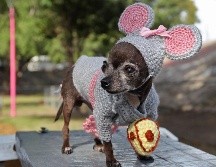 Estos canes dan mucho cariño a sus dueños. EL INFORMADOR/ARCHIVO