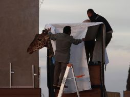 Las jirafas estanen peligro de extinción, por lo que Benito es un individuo de suma importancia para la conservación de la especie. AP/ C. Chávez