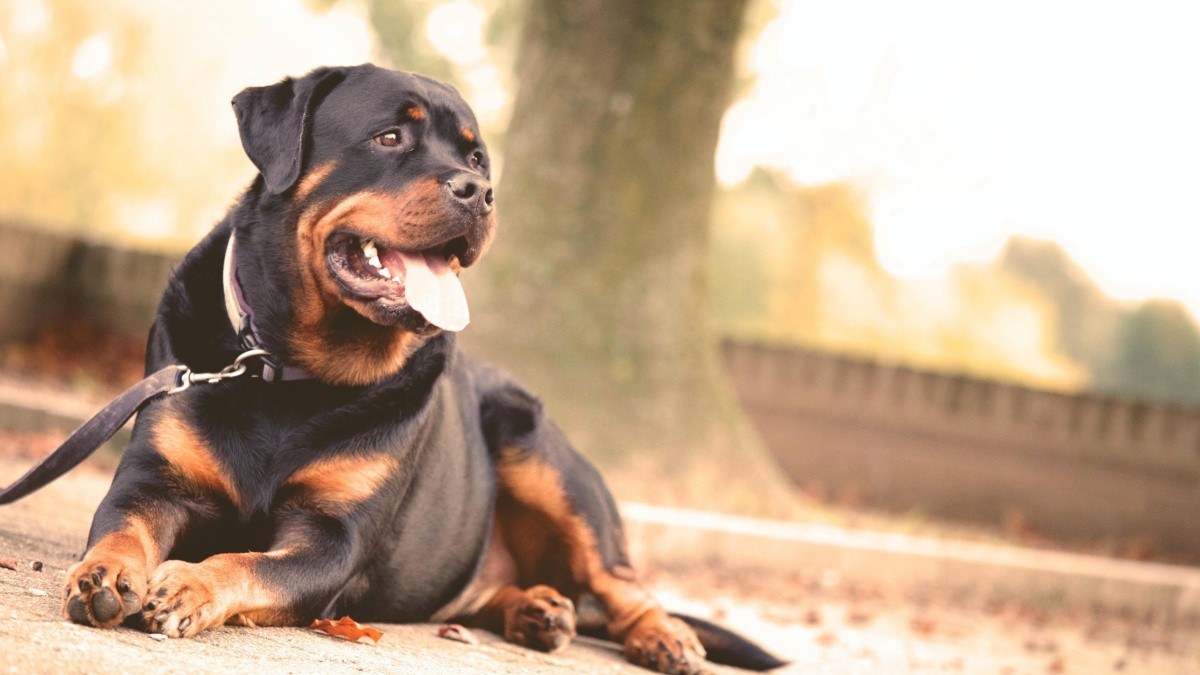 son perros pungsan agresivos