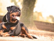 El tamaño del Gran Danés puede ser impactante, pero razas como el Dóberman, Rotweiller o el Pitbul suelen ser más amenazantes.