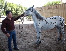 El evento se realiza con el objetivo de promover la comercialización de insumos y productos para el sector agrícola y ganadero. ESPECIAL