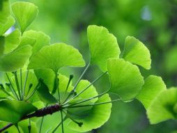 Según los organismos de salud europeos, el Ginkgo biloba, además de sus beneficios para problemas relacionados con la circulación sanguínea, podría tener efectos positivos en el control de señales asociadas al envejecimiento. Pixabay