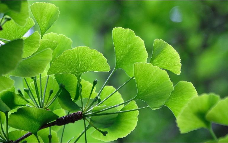 Según los organismos de salud europeos, el Ginkgo biloba, además de sus beneficios para problemas relacionados con la circulación sanguínea, podría tener efectos positivos en el control de señales asociadas al envejecimiento. Pixabay
