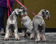 En sus versiones miniatura, estándar o gigante, los Schnauzer son ideales para aquellos que no toleran su ropa llena de pelo de perro. AFP / ARCHIVO