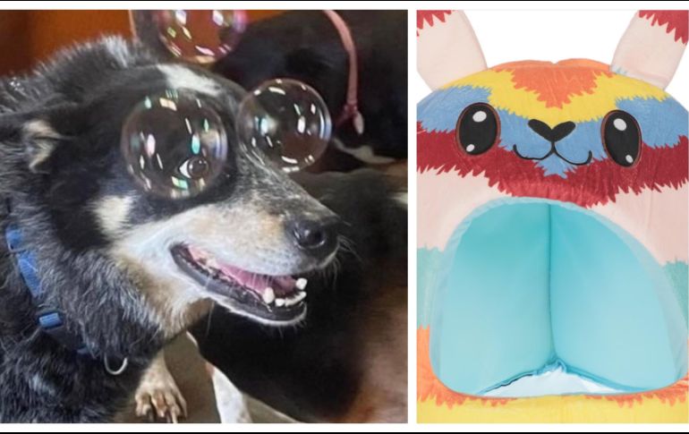 El artículo con descuento especial de Liverpool del día de hoy es una linda cama para perros.EL INFORMADOR / ARCHIVO / ESPECIAL / LIVERPOOL