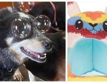 El artículo con descuento especial de Liverpool del día de hoy es una linda cama para perros.EL INFORMADOR / ARCHIVO / ESPECIAL / LIVERPOOL