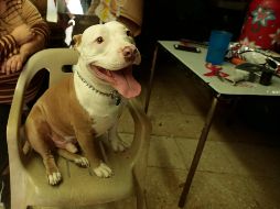 Esto dice la ciencia sobre la fascinante capacidad de los perros de identificar el lenguaje de los humanos. EL INFORMADOR / ARCHIVO