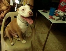 Esto dice la ciencia sobre la fascinante capacidad de los perros de identificar el lenguaje de los humanos. EL INFORMADOR / ARCHIVO