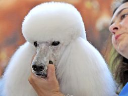 Los perros Poodle, que son muy juguetones, pueden vivir hasta 20 años. AP / ARCHIVO