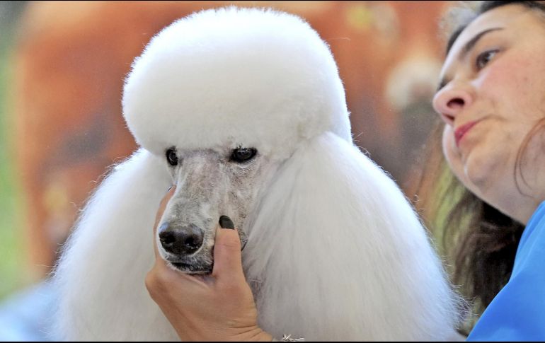 Los perros Poodle, que son muy juguetones, pueden vivir hasta 20 años. AP / ARCHIVO