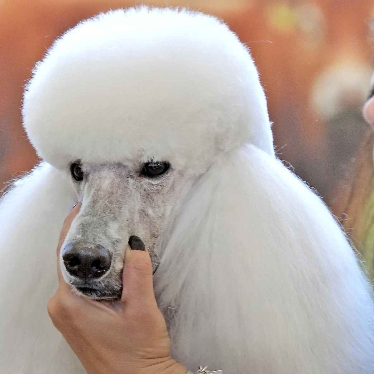 cual es la raza de perro que vive mas tiempo