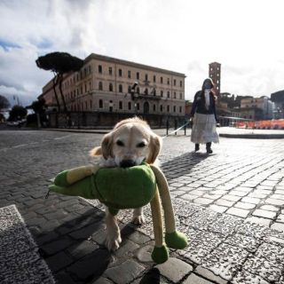 En esta ciudad italiana pagarán menos impuestos por adoptar un perro