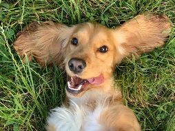 La doctora Graciela Castillo, médica veterinaria, brindó valiosos consejos para fortalecer la inmunidad canina. UNSPLASH / R. Gal