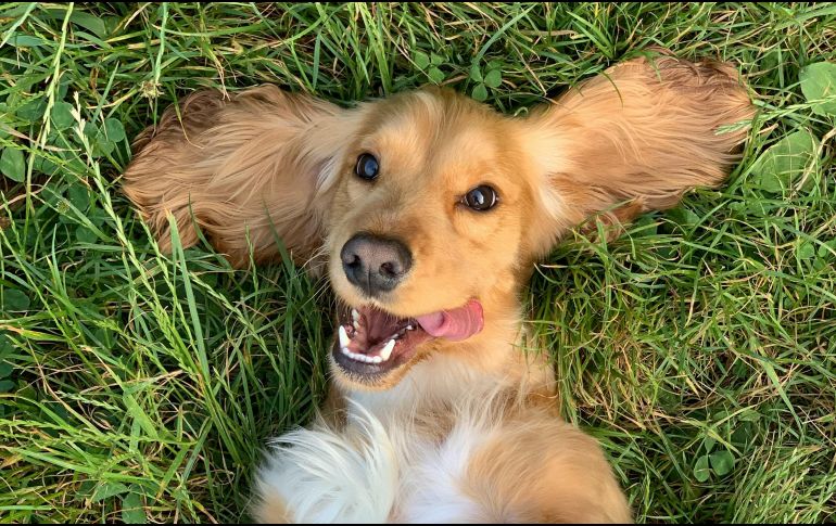 La doctora Graciela Castillo, médica veterinaria, brindó valiosos consejos para fortalecer la inmunidad canina. UNSPLASH / R. Gal