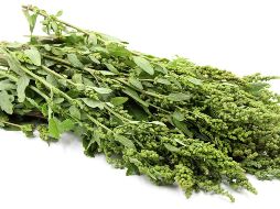 El huauzontle aporta minerales como calcio, hierro, fósforo, fibra y vitaminas A, B, C, E, nutrientes que refuerzan la memoria y favorecen el buen funcionamiento del cerebro. ESPECIAL / Gobierno de México