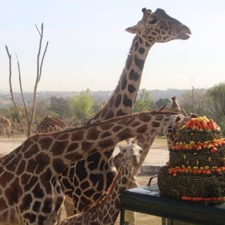 "Benito" ya se encuentra con la manada en Africam Safari