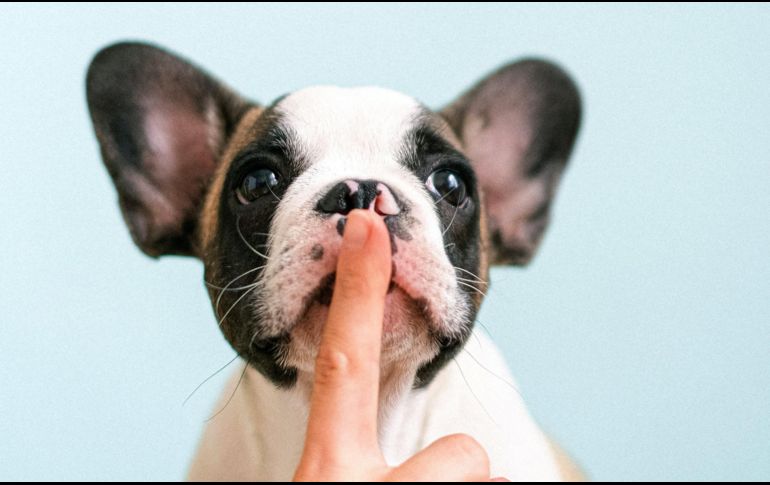 Estas tres razas suelen tener menos ganas de ladrar, ¿las conoces? ESPECIAL / PEXELS Anna Shvets