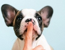 Estas tres razas suelen tener menos ganas de ladrar, ¿las conoces? ESPECIAL / PEXELS Anna Shvets