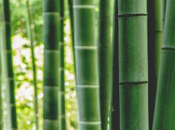 Estos cercos vivos se convierten en elementos vibrantes que transforman jardines y patios. Unsplash.