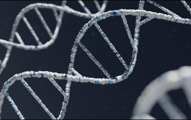 El zinc forma parte de más de 100 enzimas, incluyendo aquellas que participan en la regulación del ADN. Unsplash