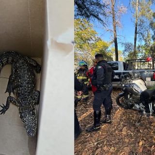 Hallan un cocodrilo vagando en el Parque Morelos de Guadalajara