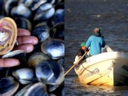 La prohibición es derivada de los niveles de saxitoxina (PSP). SUN / ARCHIVO