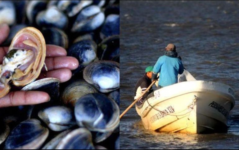 La prohibición es derivada de los niveles de saxitoxina (PSP). SUN / ARCHIVO