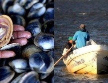 La prohibición es derivada de los niveles de saxitoxina (PSP). SUN / ARCHIVO