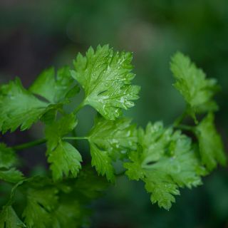 Té de aromática planta de cocina es bueno si se toma en ayunas, conócelo