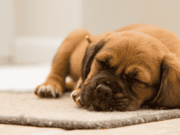 Los perros entran dentro del ranking de los animales más perezosos. ESPECIAL/CANVA