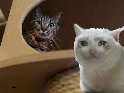 Deberías de estar atento a tus mascotas; no hablan, pero muestran señales de lo que necesitan. EL INFORMADOR / ARCHIVO