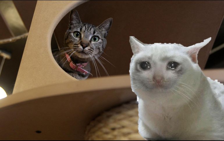 Deberías de estar atento a tus mascotas; no hablan, pero muestran señales de lo que necesitan. EL INFORMADOR / ARCHIVO