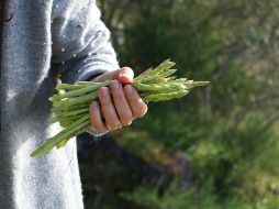 En México es cultivado principalmente el espárrago verde, generando anualmente producciones de 357 mil 839.33 toneladas. ESPECIAL / Foto de Duarte Nunes en Unsplash