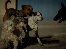 Se estima que en México siete de cada 10 animales de tipo domésticos sufren de algún tipo de maltrato, con más del 70 % de los perros y 60 % de los gatos en situación de calle, según datos de la UNAM. EL INFORMADOR / ARCHIVO