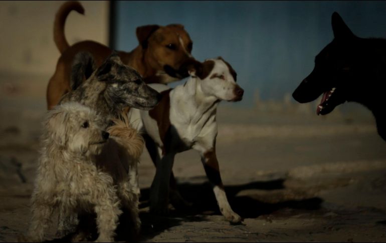 Se estima que en México siete de cada 10 animales de tipo domésticos sufren de algún tipo de maltrato, con más del 70 % de los perros y 60 % de los gatos en situación de calle, según datos de la UNAM. EL INFORMADOR / ARCHIVO