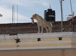 La lucha por declarar a los animales como seres sintientes ha crecido en los últimos años, con entidades como Ciudad de México, Estado de México, Oaxaca y Durango. EL INFORMADOR / ARCHIVO