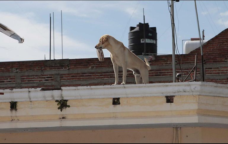 La lucha por declarar a los animales como seres sintientes ha crecido en los últimos años, con entidades como Ciudad de México, Estado de México, Oaxaca y Durango. EL INFORMADOR / ARCHIVO