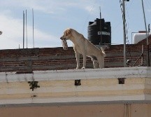 La lucha por declarar a los animales como seres sintientes ha crecido en los últimos años, con entidades como Ciudad de México, Estado de México, Oaxaca y Durango. EL INFORMADOR / ARCHIVO
