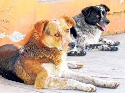 Los perros mestizos es una de las razas más populares en México. SUN/ ARCHIVO