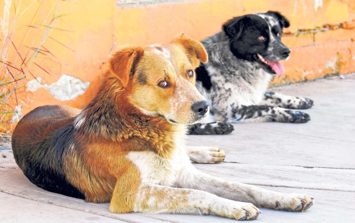 cual es el perro mas popular