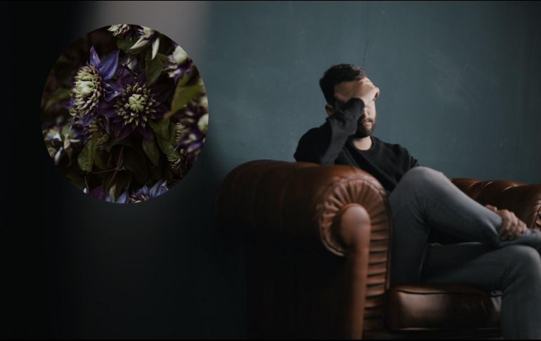 La pasiflora es un remedio natural con grandes propiedades. ESPECIAL/ Foto de Nik Shuliahin en UNSPLASH