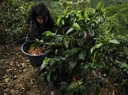 La gran mayoría de plantas están en peligro de extinción por el aumento de la temperatura global. EFE / ARCHIVO