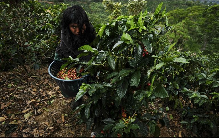 La gran mayoría de plantas están en peligro de extinción por el aumento de la temperatura global. EFE / ARCHIVO