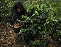 La gran mayoría de plantas están en peligro de extinción por el aumento de la temperatura global. EFE / ARCHIVO