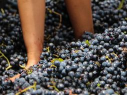 Este fin de semana ocurrirá un evento imperdible en un municipio de Jalisco, muy cerca de Guadalajara. NOTIMEX / ARCHIVO